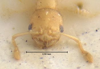 Media type: image;   Entomology 16562 Aspect: head frontal view